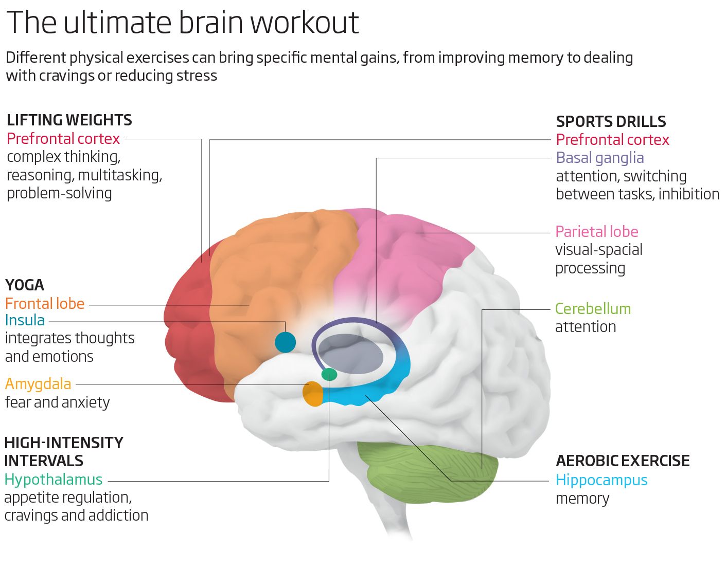 Physical Exercise Makes Your Brain Better How Physical Exercise Makes Your Brain Better